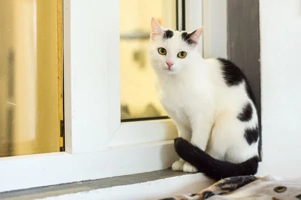 Mimmi, weiß Mixed Breed for adoption at Vereinigung für Katzenschutz Nürnberg-Fürth e.V.