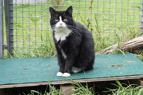 Mona, weiß Mixed Breed for adoption at Vereinigung für Katzenschutz Nürnberg-Fürth e.V.