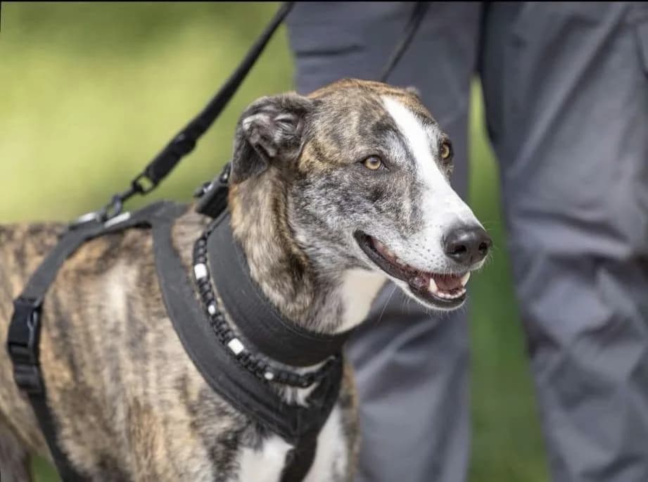 Ellie, female 4yo Mixed Breed for adoption at Vergessene Pfoten Stuttgart e.V., Stuttgart
