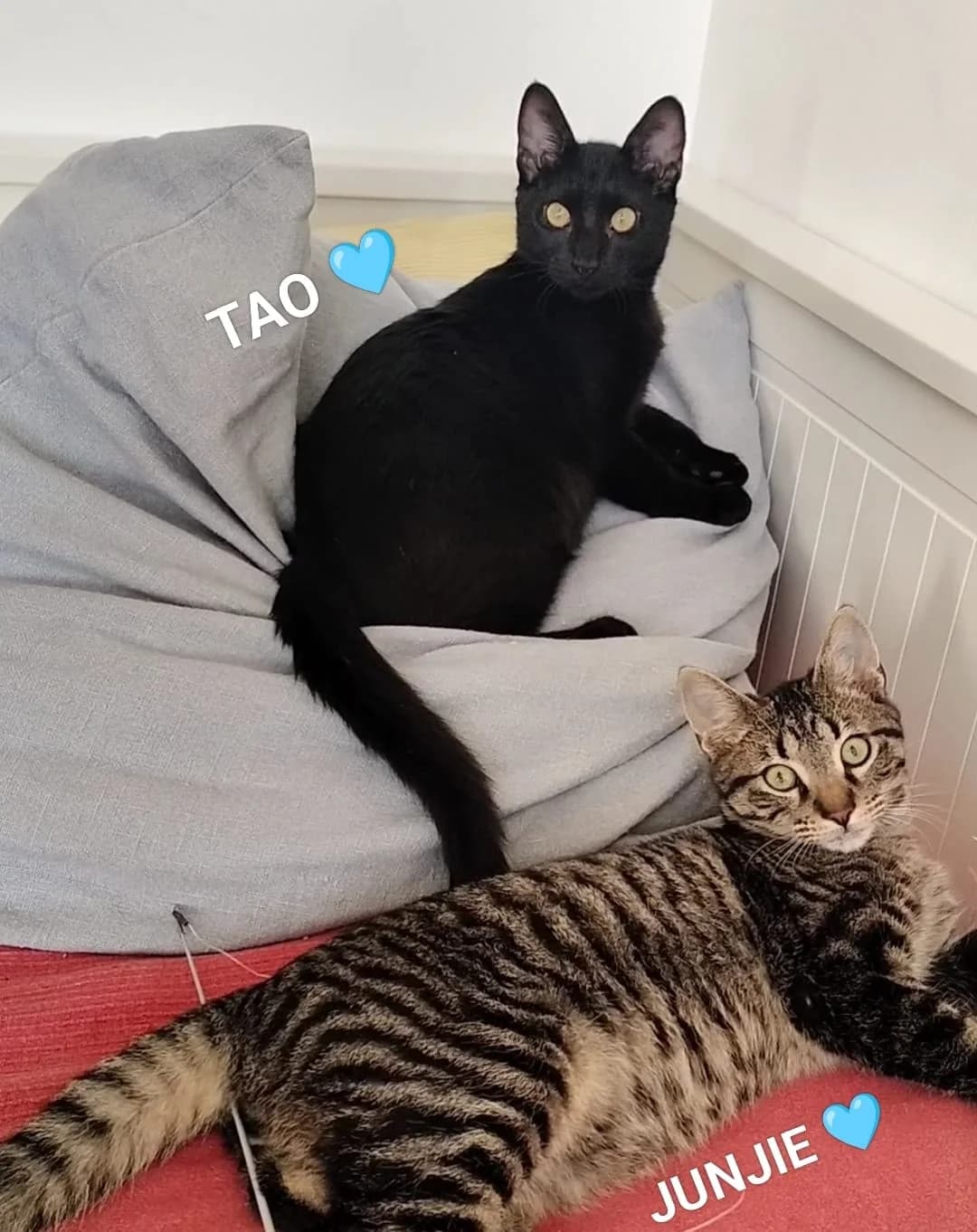 Tao & Junjie m, schwarz young Mixed Breed for adoption at Vergessene Pfoten Stuttgart e.V., Stuttgart