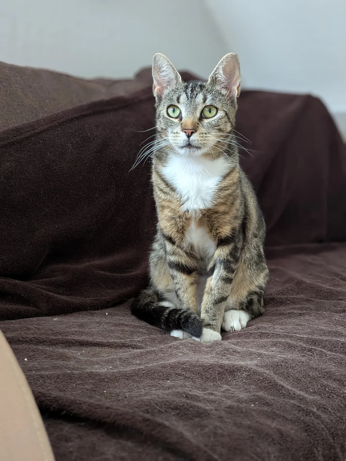 Fine, Mixed Breed for adoption at Vergessene Tierherzen 7 Berge e.V.