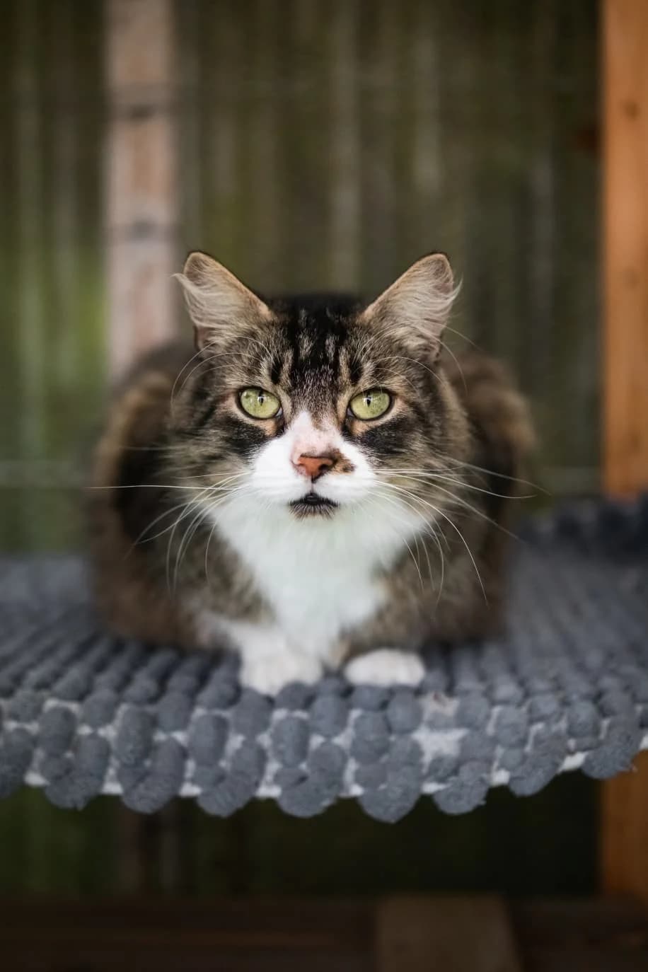 Paul, 6yo Mixed Breed for adoption at Vergessene Tierherzen 7 Berge e.V.