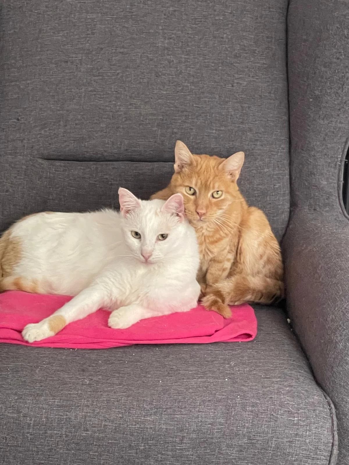 Winie und Sonny, male Mixed Breed for adoption at Vergessene Tierherzen 7 Berge e.V.