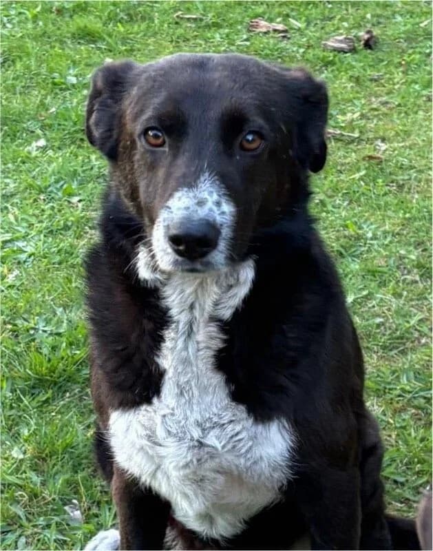 Kira, female 5yo Mixed Breed for adoption at Vierbeiner in Not e.V.