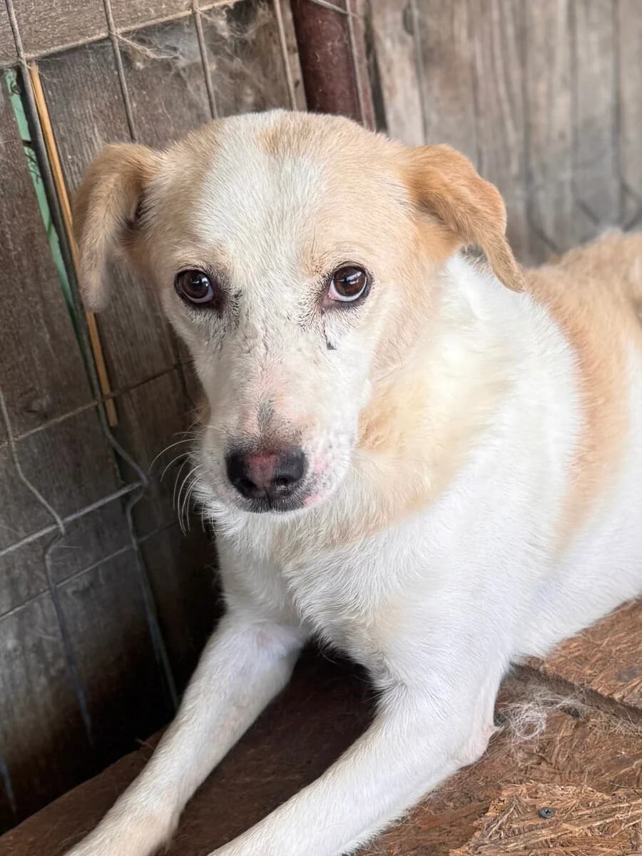 Bailey, male senior Mixed Breed for adoption at Vierbeiner in Not e.V.