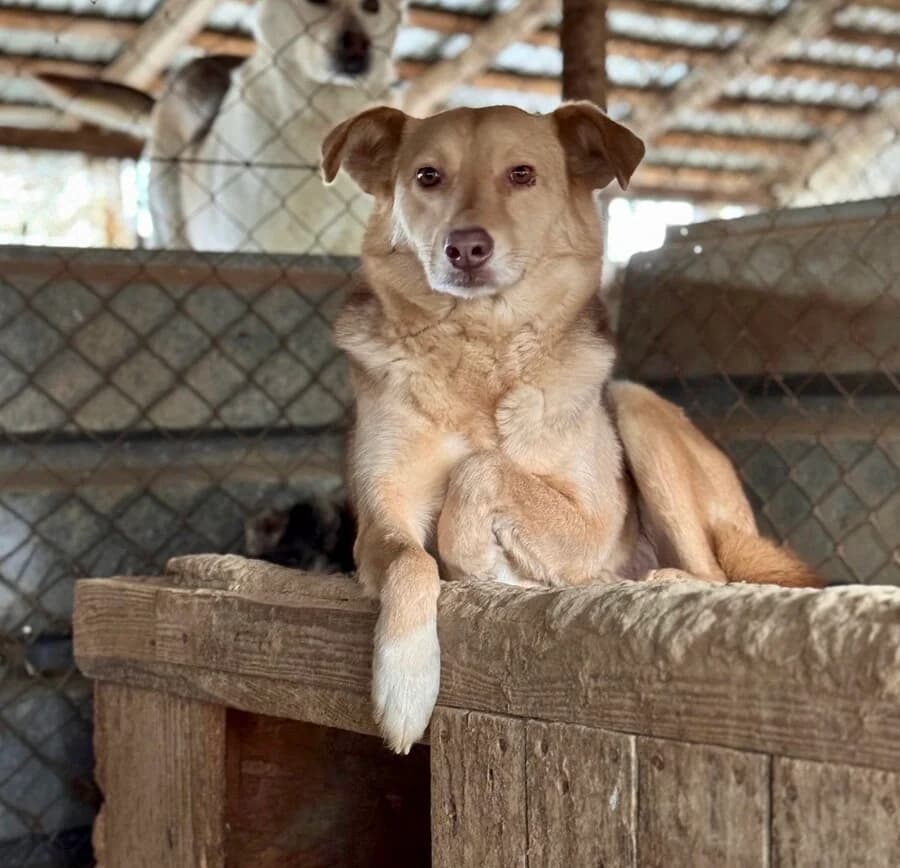 Tobi, male senior Mixed Breed for adoption at Vierbeiner in Not e.V.