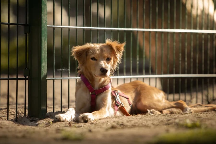 Kimmy, female puppy Mixed Breed for adoption at Vierbeiner in Not e.V.