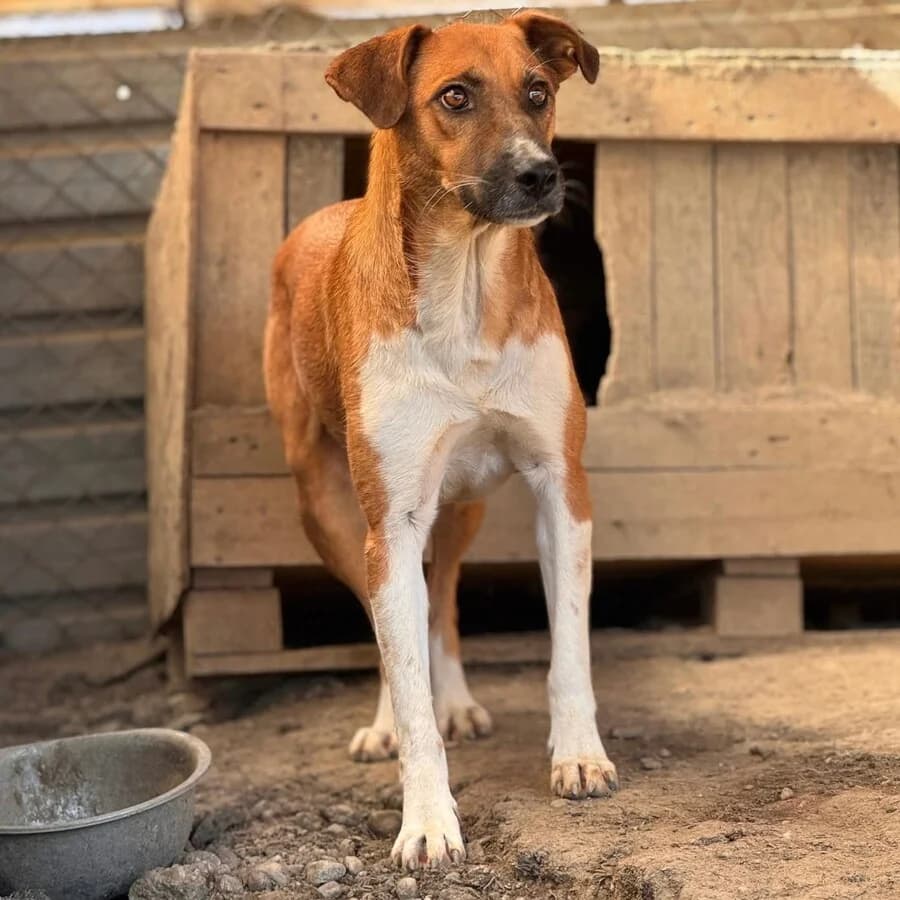 Theo, male senior Mixed Breed for adoption at Vierbeiner in Not e.V.