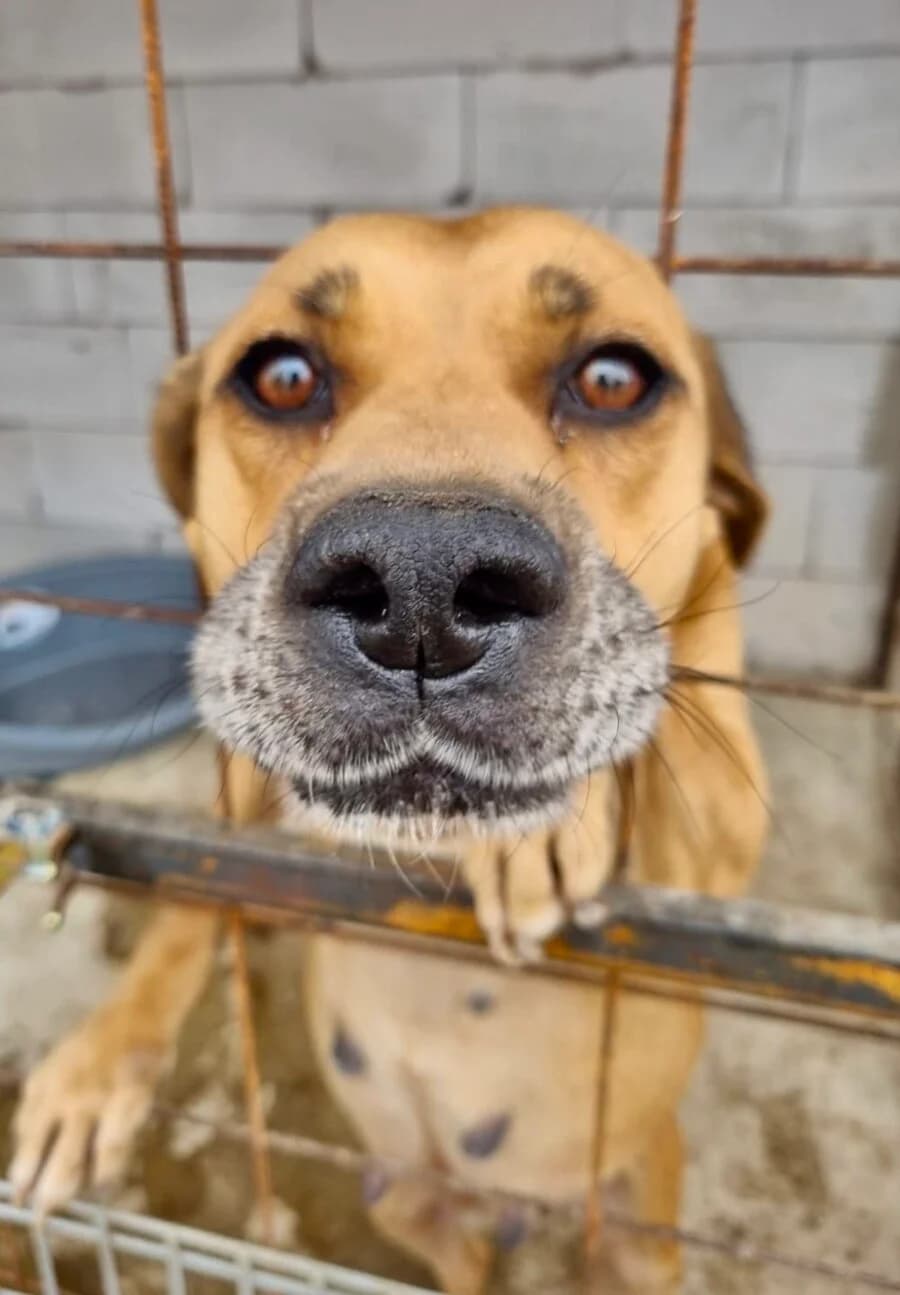 Anni, female senior Mixed Breed for adoption at Vierbeiner in Not e.V.