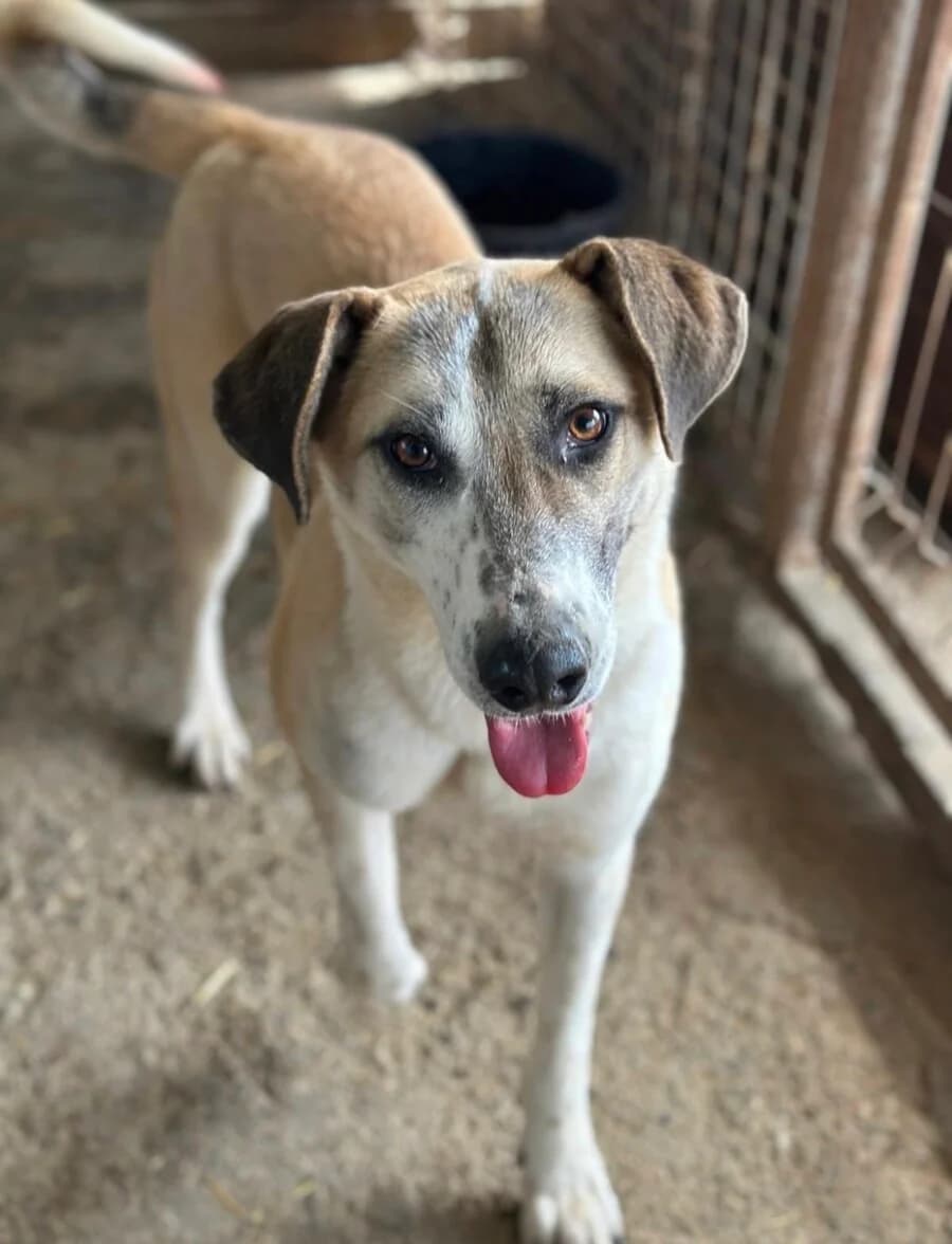 Freya, female 3yo Mixed Breed for adoption at Vierbeiner in Not e.V.