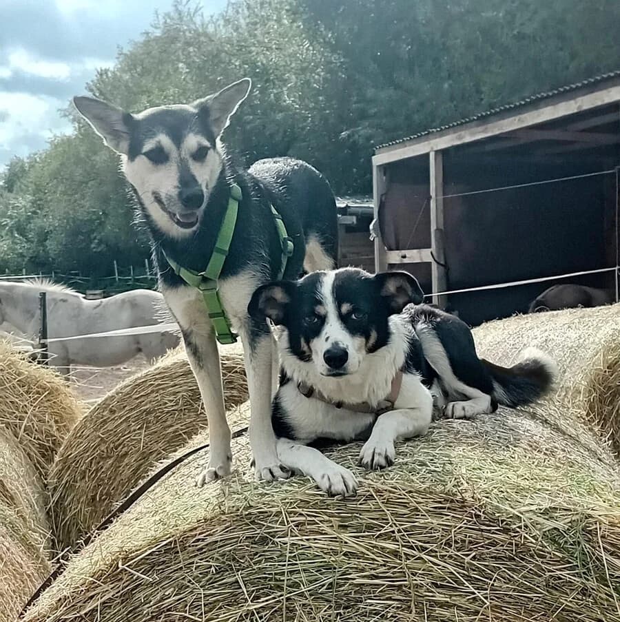 Pummel & Zwiebel, schwarz female Mixed Breed for adoption at Vierbeiner in Not e.V.