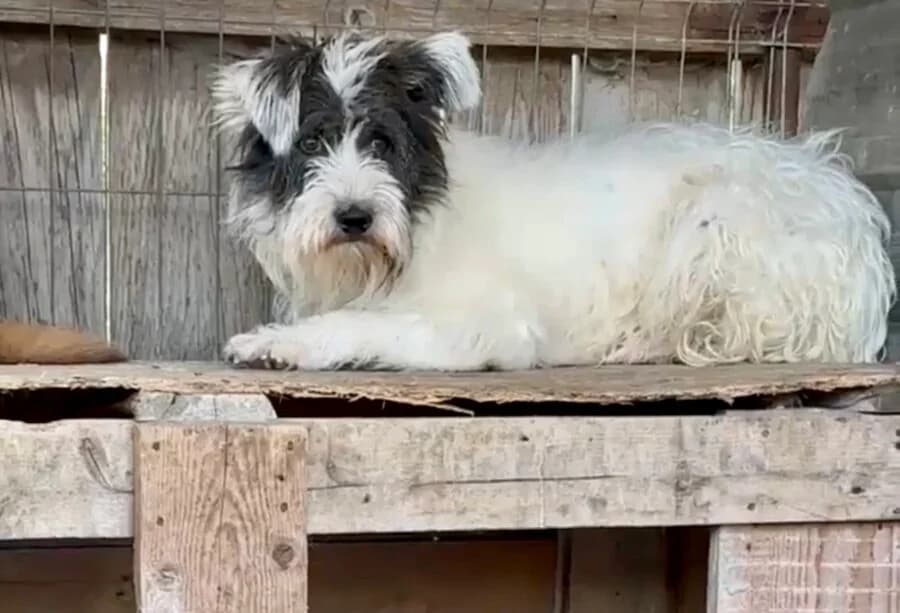 Lola, female 5yo Mixed Breed for adoption at Vierbeiner in Not e.V.