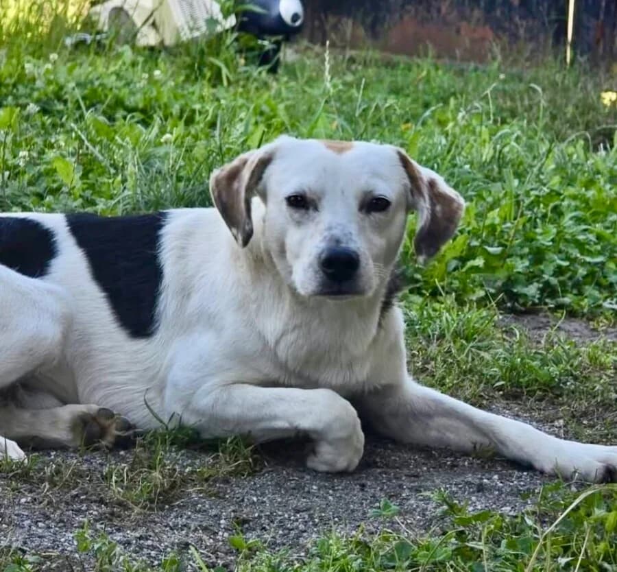 Josh, male 3yo Mixed Breed for adoption at Vierbeiner in Not e.V.