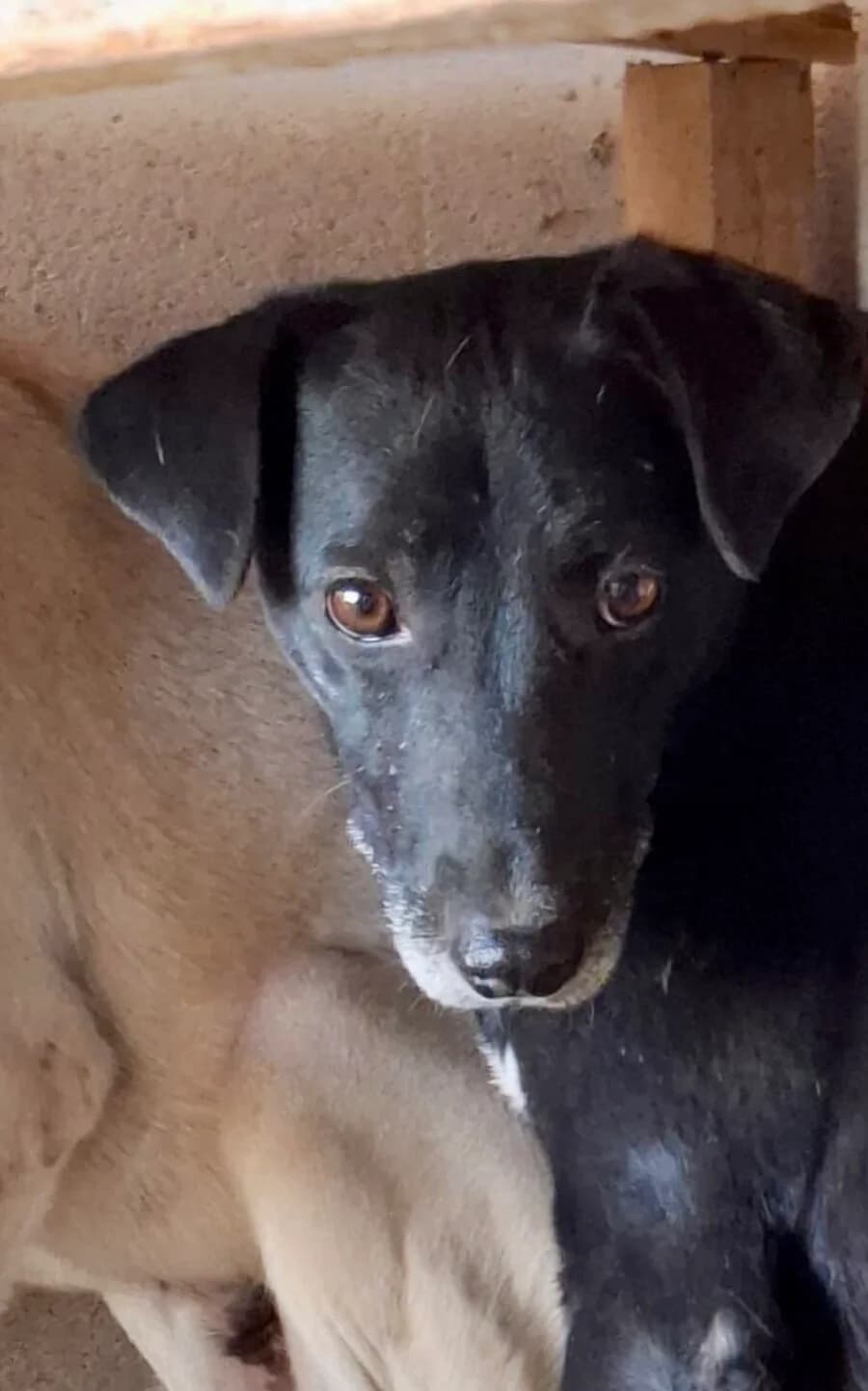 Aron, male young Mixed Breed for adoption at Vierbeiner in Not e.V.