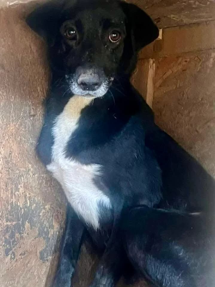 Aron, male young Mixed Breed for adoption at Vierbeiner in Not e.V.