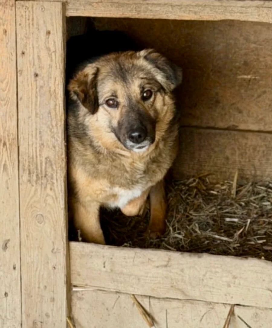Chiara, female 6yo Mixed Breed for adoption at Vierbeiner in Not e.V.
