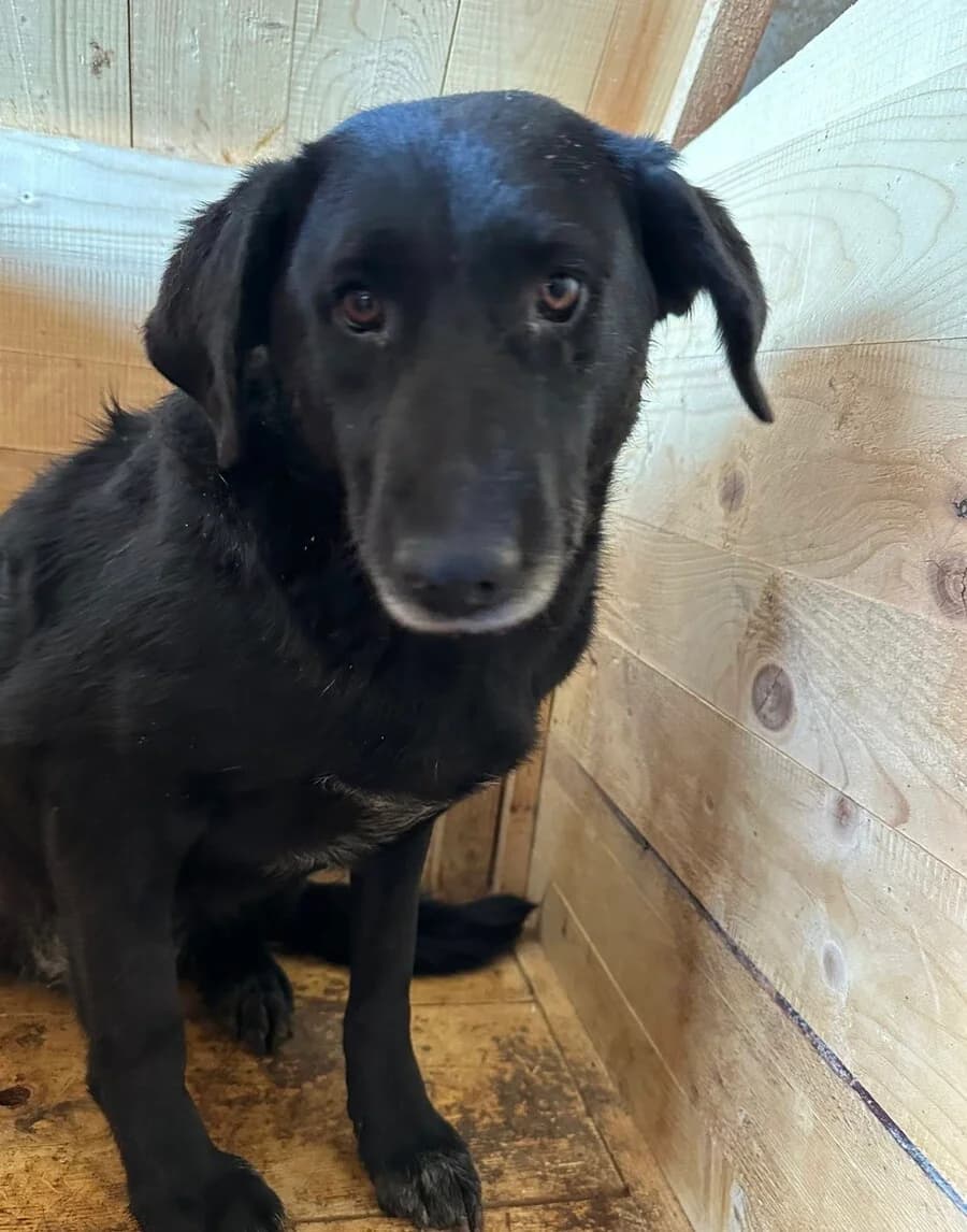 Princess, female 3yo Mixed Breed for adoption at Vierbeiner in Not e.V.