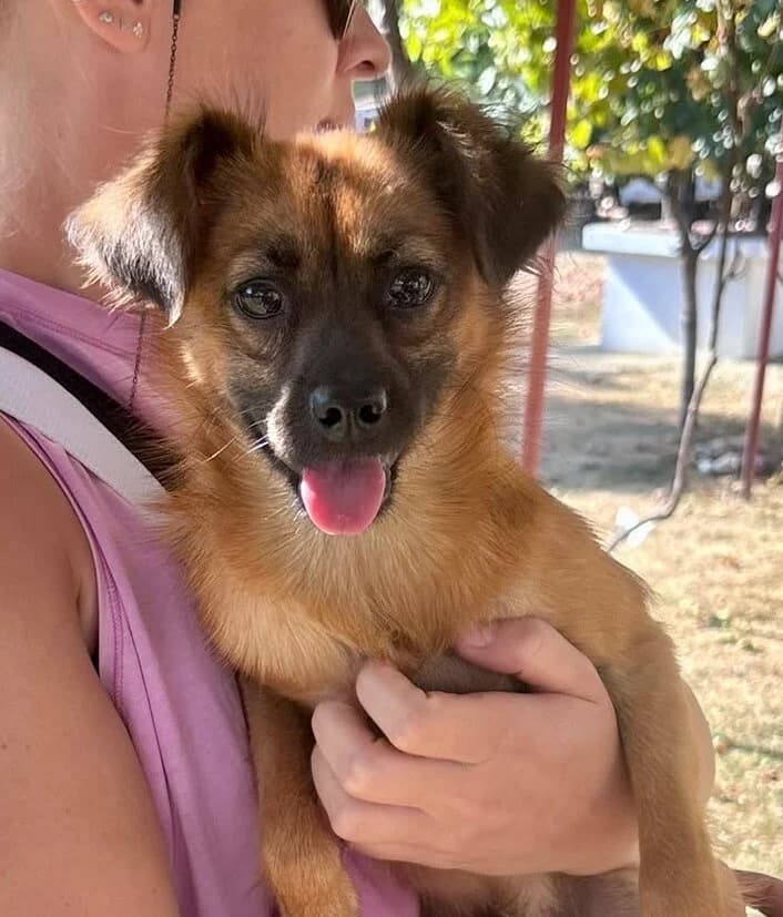 Spencer, male puppy Mixed Breed for adoption at Vierbeiner in Not e.V.