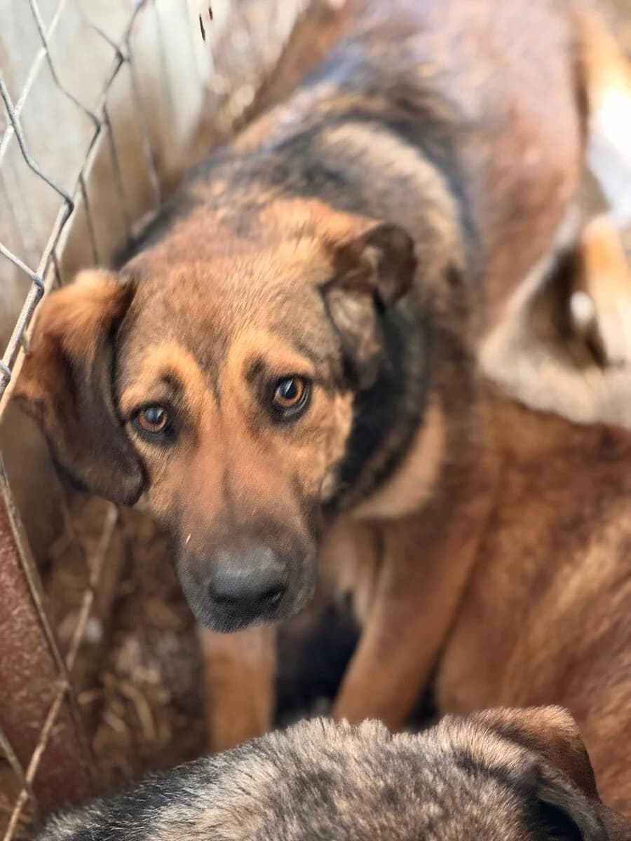 Chris, male 3yo Mixed Breed for adoption at Vierbeiner in Not e.V.