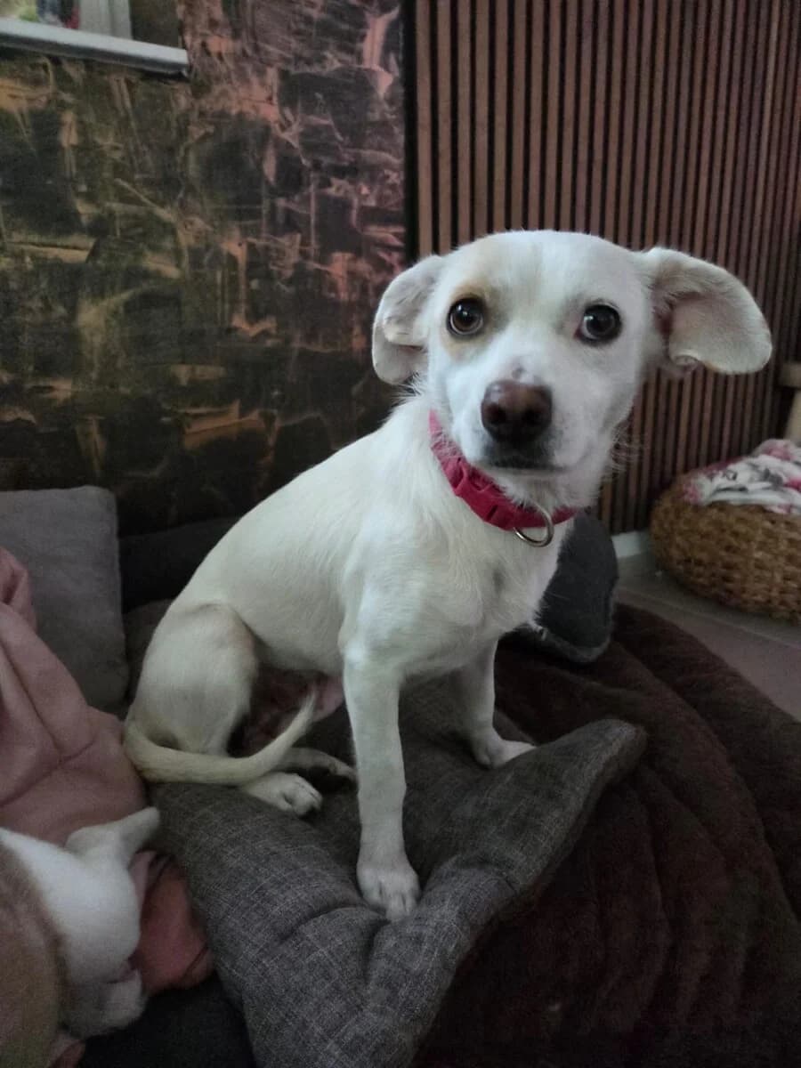 Diva, female 3yo Mixed Breed for adoption at Vierbeiner in Not e.V.
