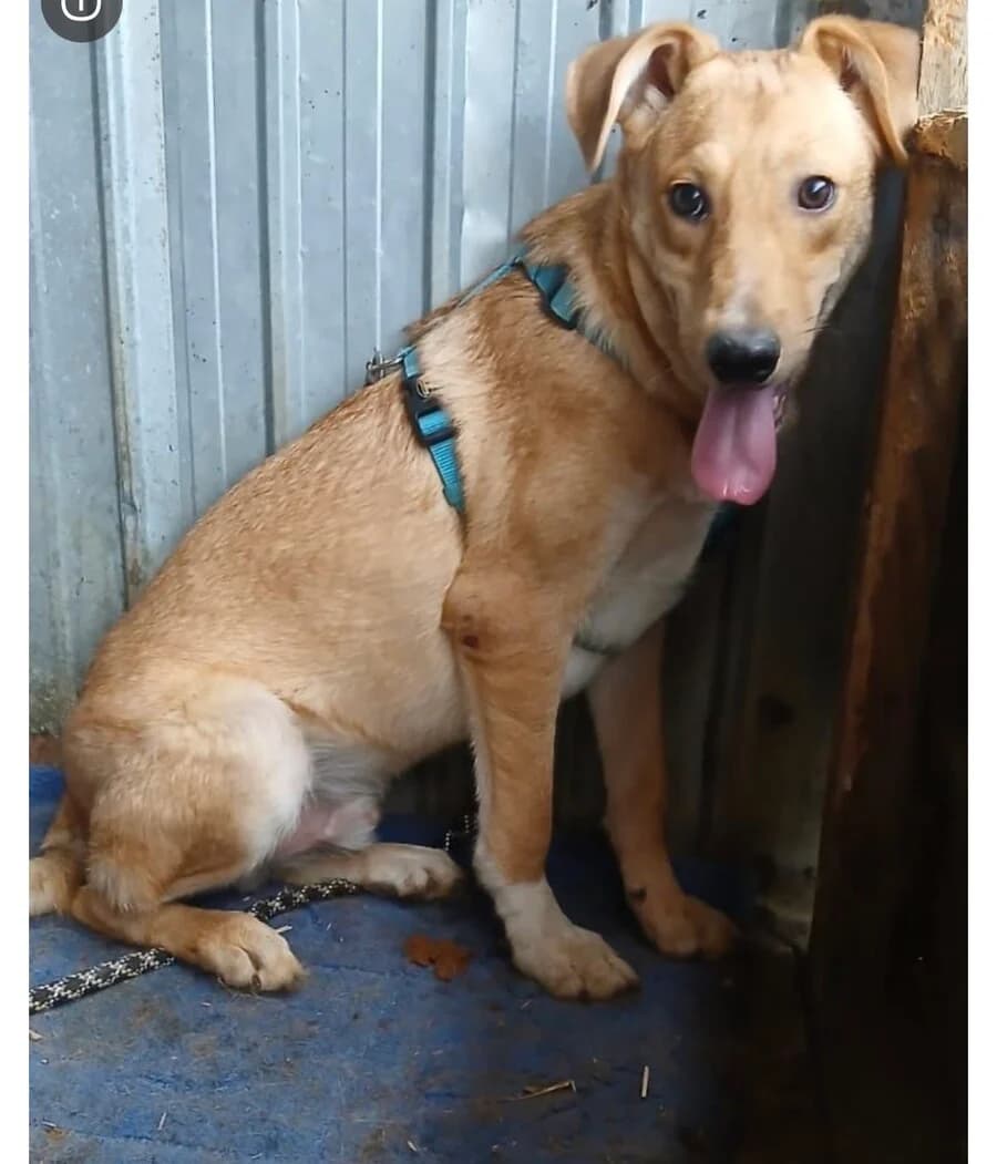 Milan, male young Mixed Breed for adoption at Vierbeiner in Not e.V.