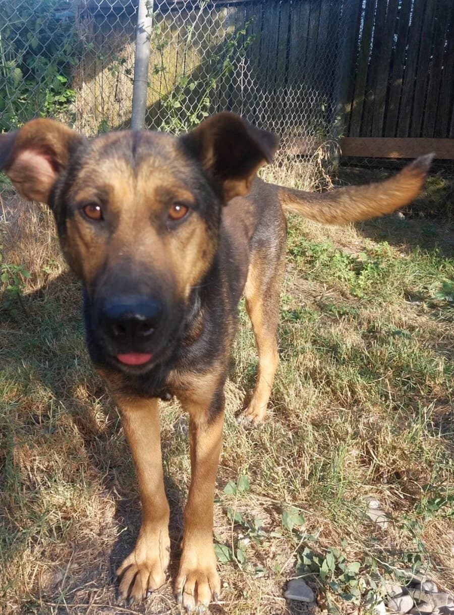 Yuma, female 4yo Mixed Breed for adoption at Vierbeiner in Not e.V.