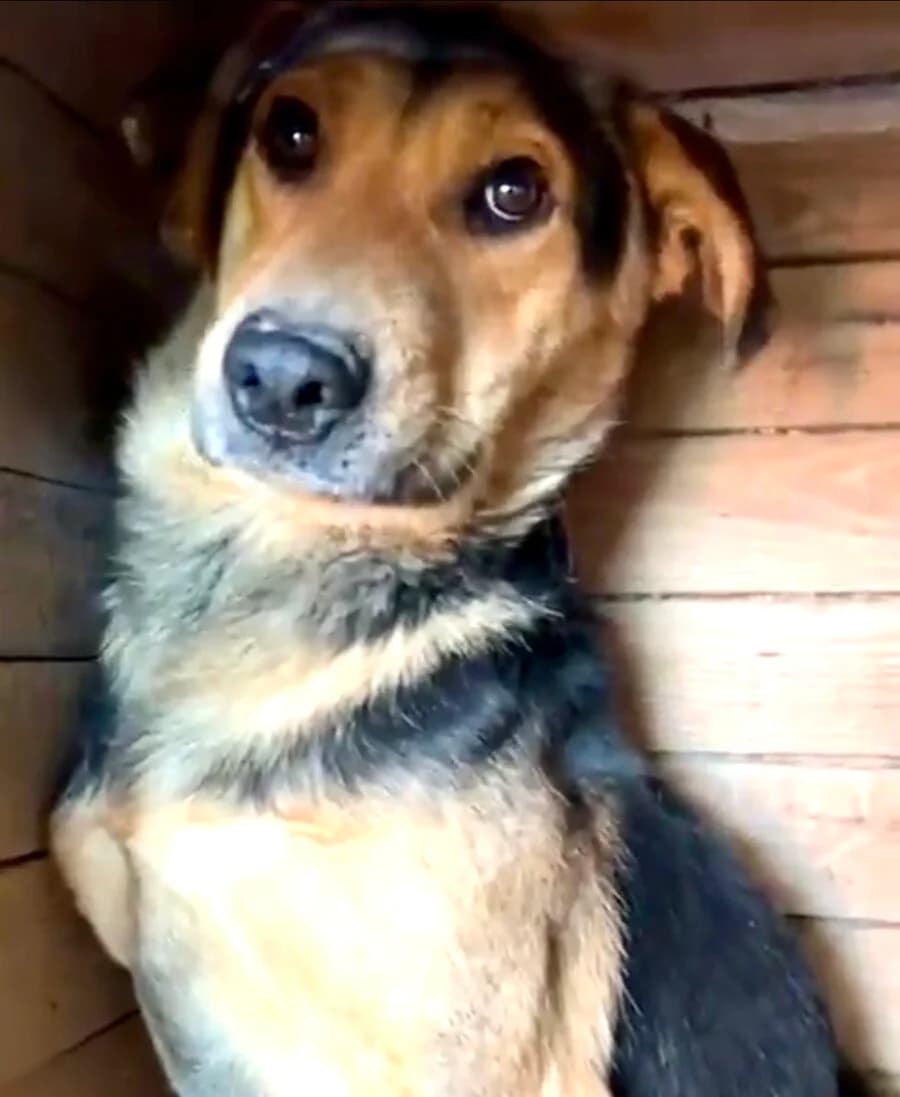 Bryn, male Mixed Breed for adoption at Vierbeiner in Not e.V.