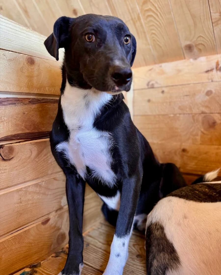 Jesse, male young Mixed Breed for adoption at Vierbeiner in Not e.V.