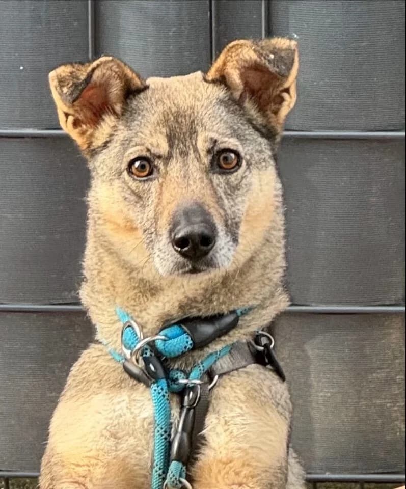 Baghira, male young Mixed Breed for adoption at Vierbeiner in Not e.V.