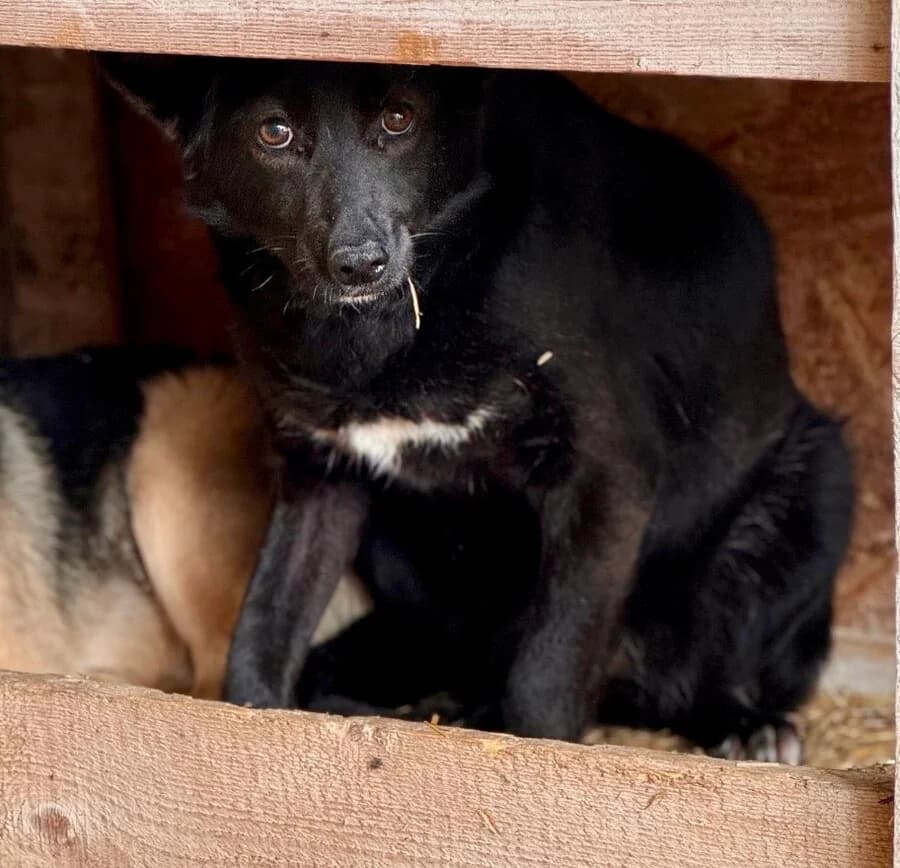 Gerda, female 6yo Mixed Breed for adoption at Vierbeiner in Not e.V.