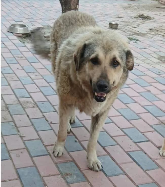 Malika, female senior Mixed Breed for adoption at Vierbeiner in Not e.V.