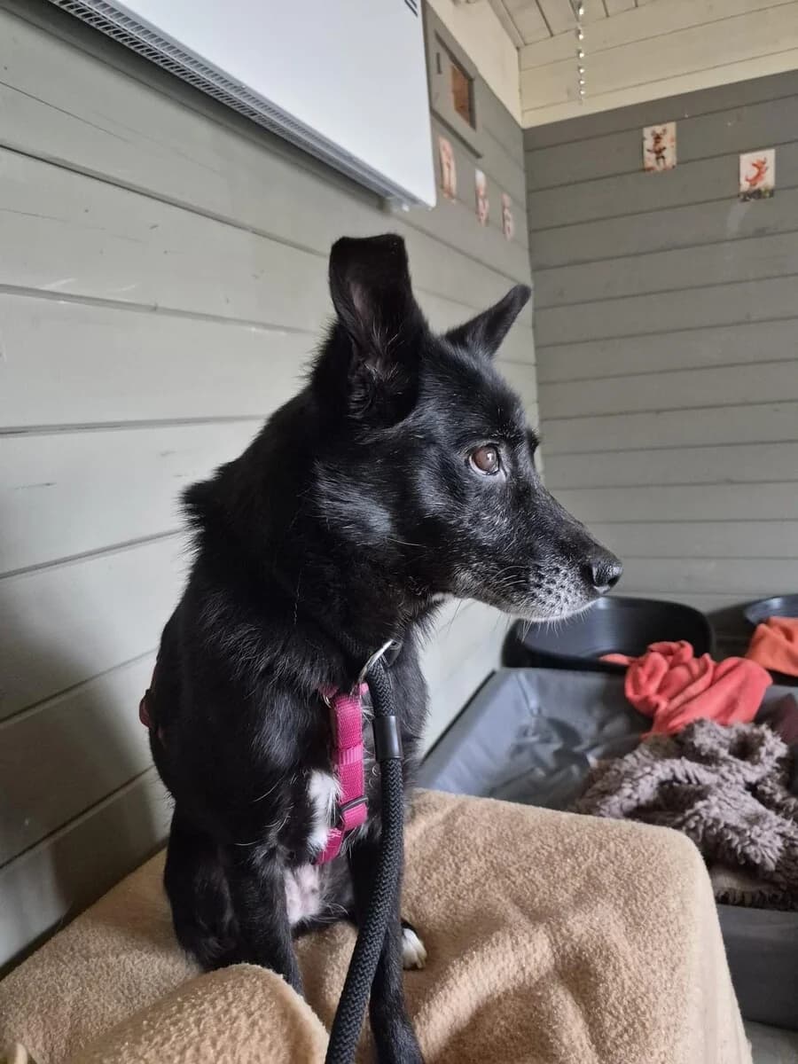 Fly, female senior Mixed Breed for adoption at Vierbeiner in Not e.V.