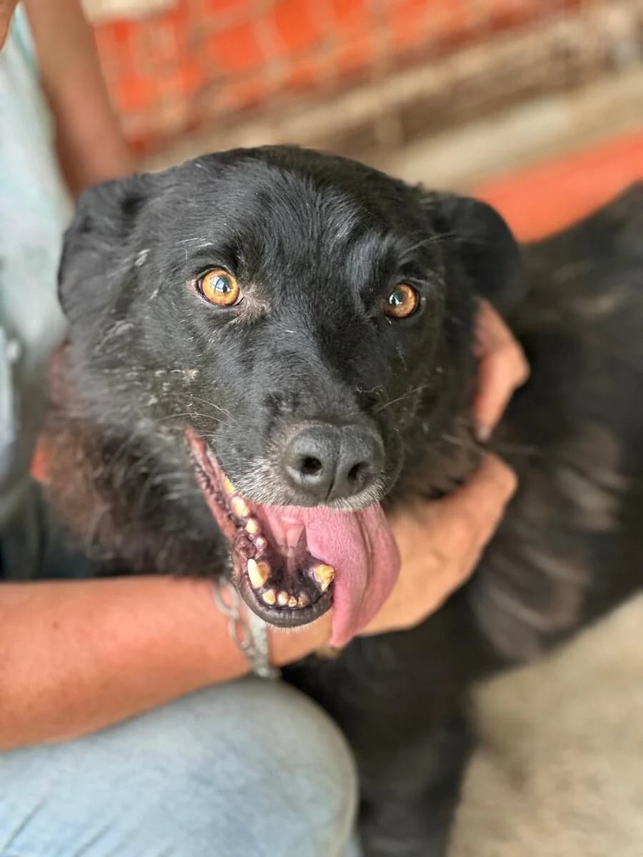 Marlin, male 3yo Mixed Breed for adoption at Vierbeiner in Not e.V.