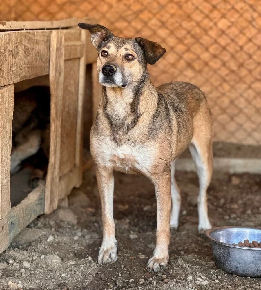 Akice, female 5yo Mixed Breed for adoption at Vierbeiner in Not e.V.