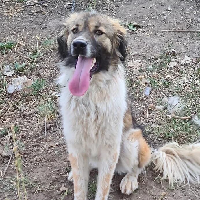 Angie, female 4yo Mixed Breed for adoption at Vierbeiner in Not e.V.