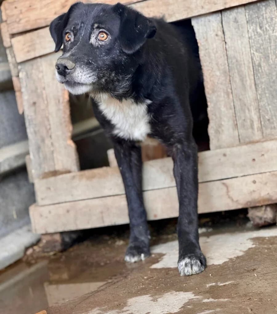 Smutje, male senior Mixed Breed for adoption at Vierbeiner in Not e.V.