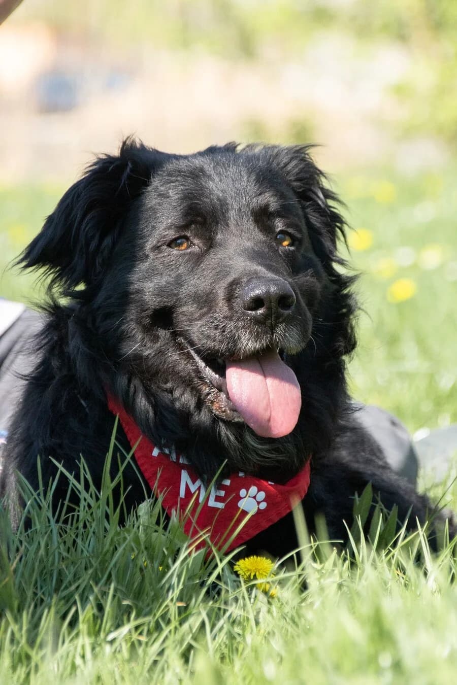Anubis, male senior Mixed Breed for adoption at Vierbeiner in Not e.V.