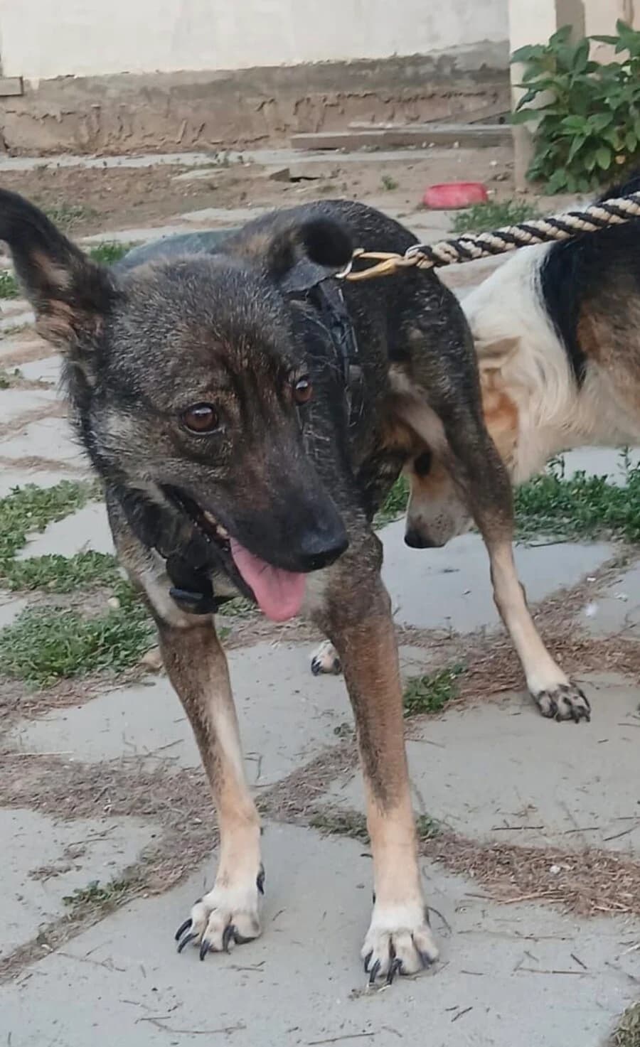 Leyla, female 4yo Mixed Breed for adoption at Vierbeiner in Not e.V.