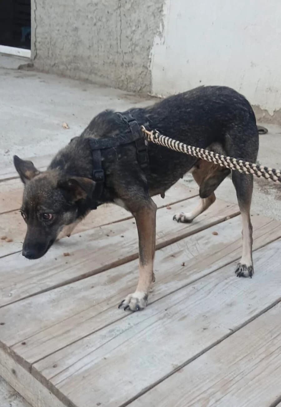 Leyla, female 4yo Mixed Breed for adoption at Vierbeiner in Not e.V.