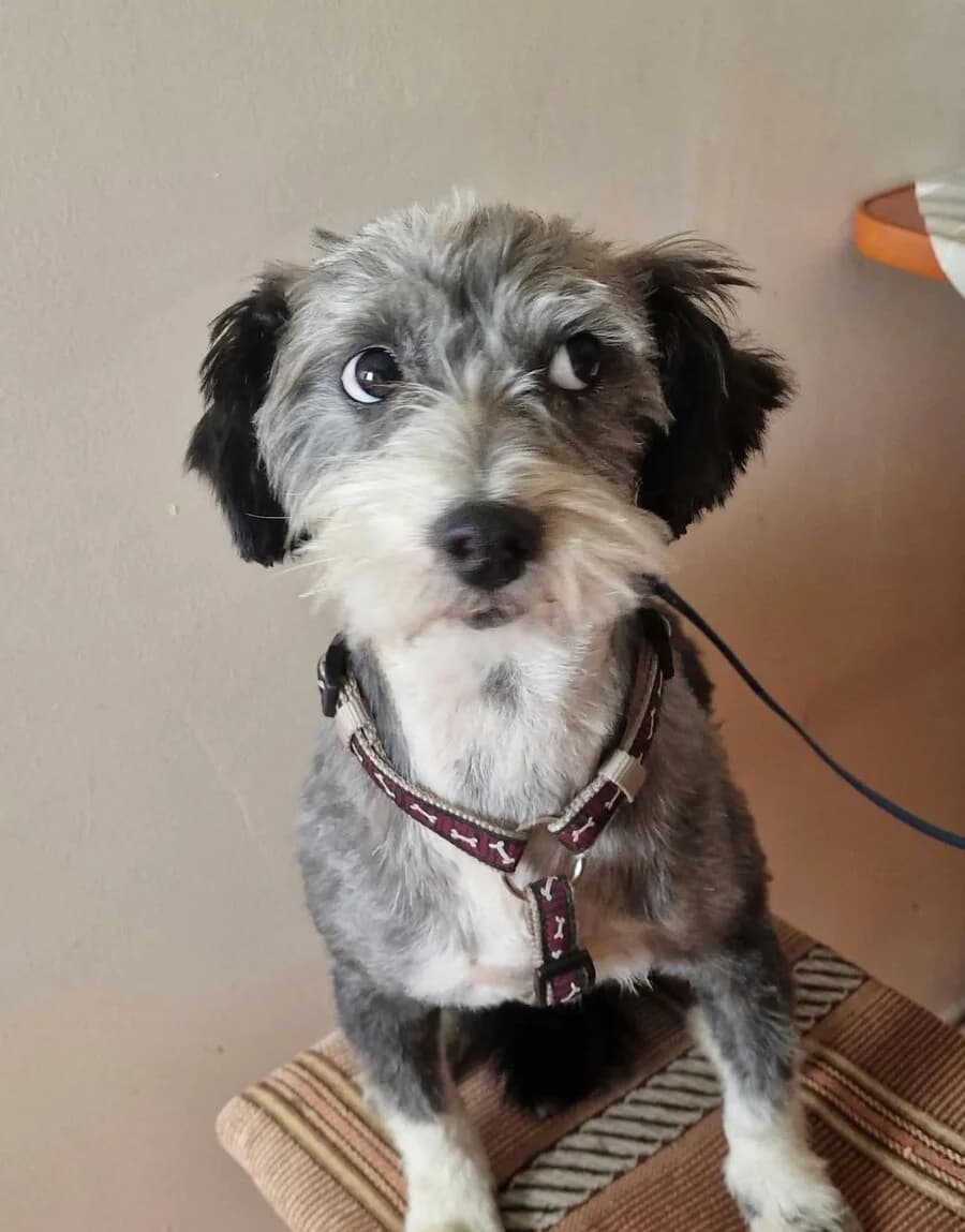 Artur, male young Mixed Breed for adoption at Vierbeiner in Not e.V.