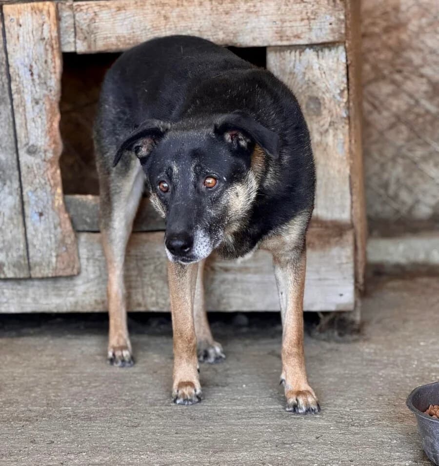 Felix, male senior Mixed Breed for adoption at Vierbeiner in Not e.V.