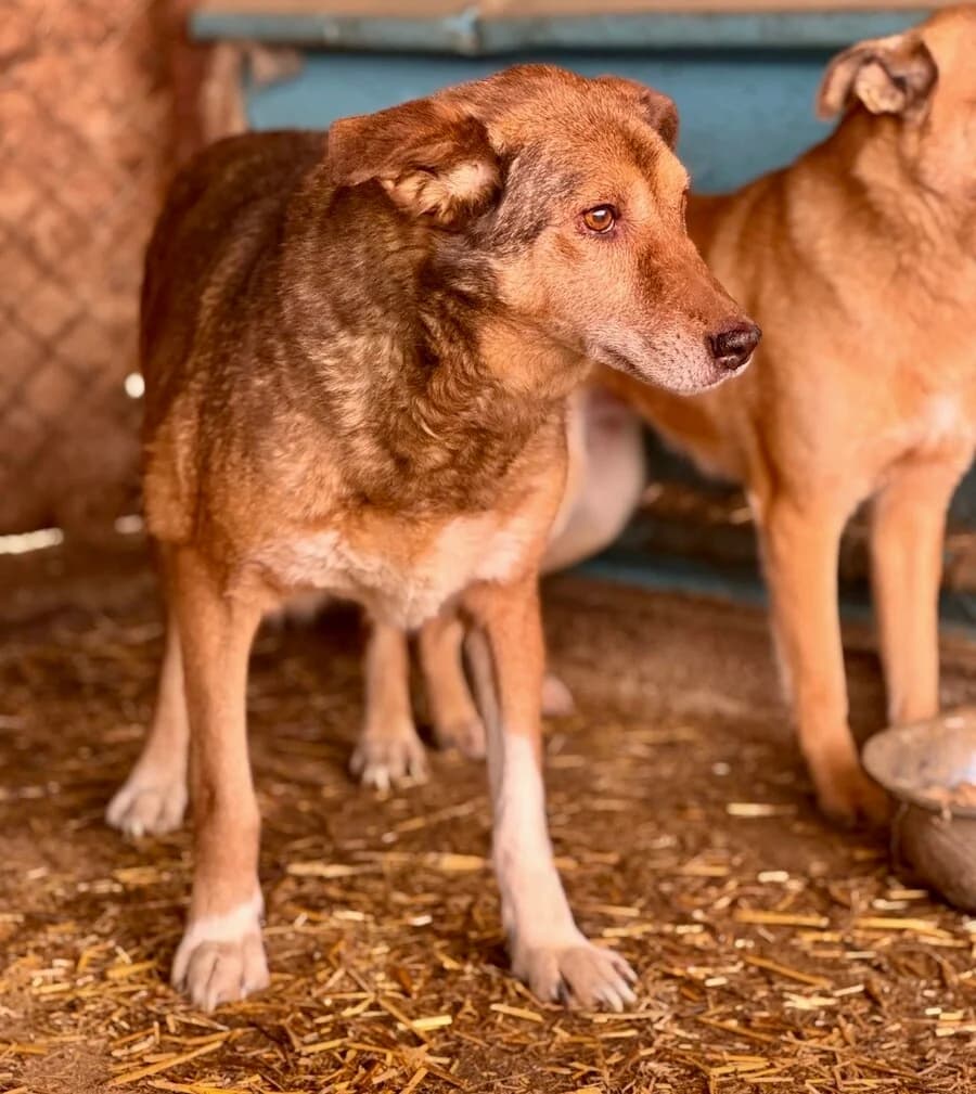 Caja, female senior Mixed Breed for adoption at Vierbeiner in Not e.V.