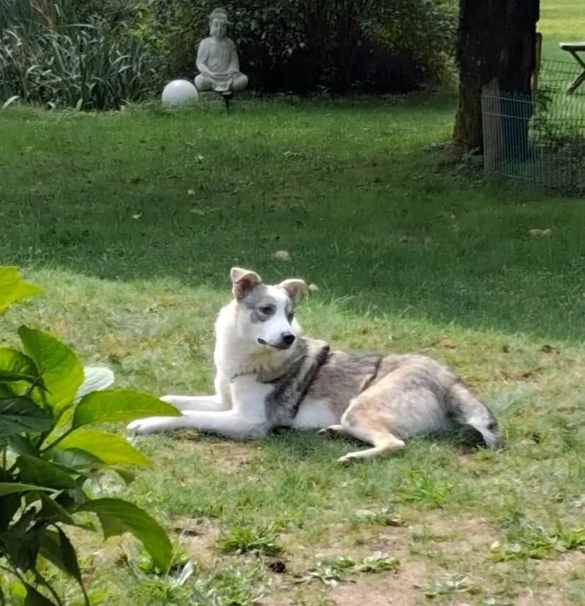 Jess, female puppy Mixed Breed for adoption at Vierbeiner in Not e.V.