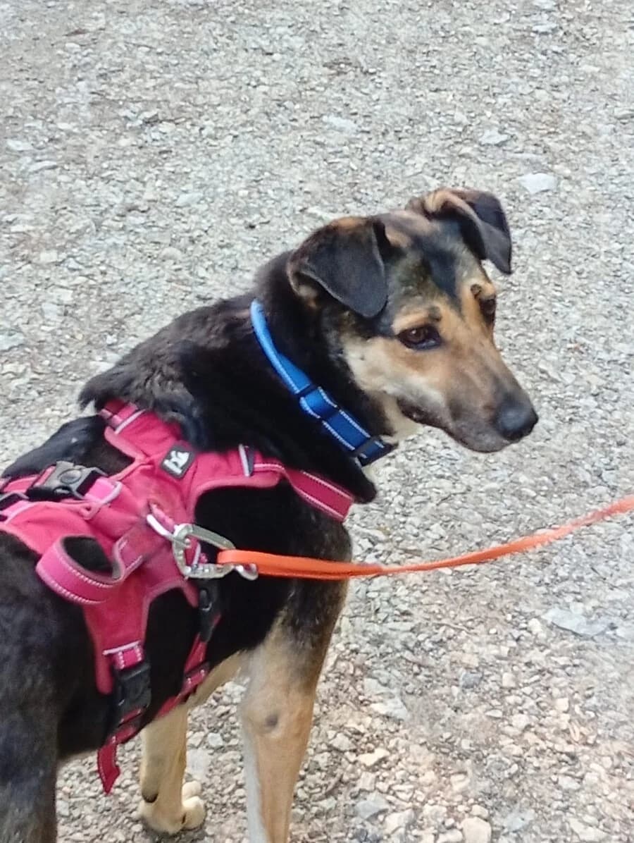 Shila, female 5yo Mixed Breed for adoption at Vierbeiner in Not e.V.