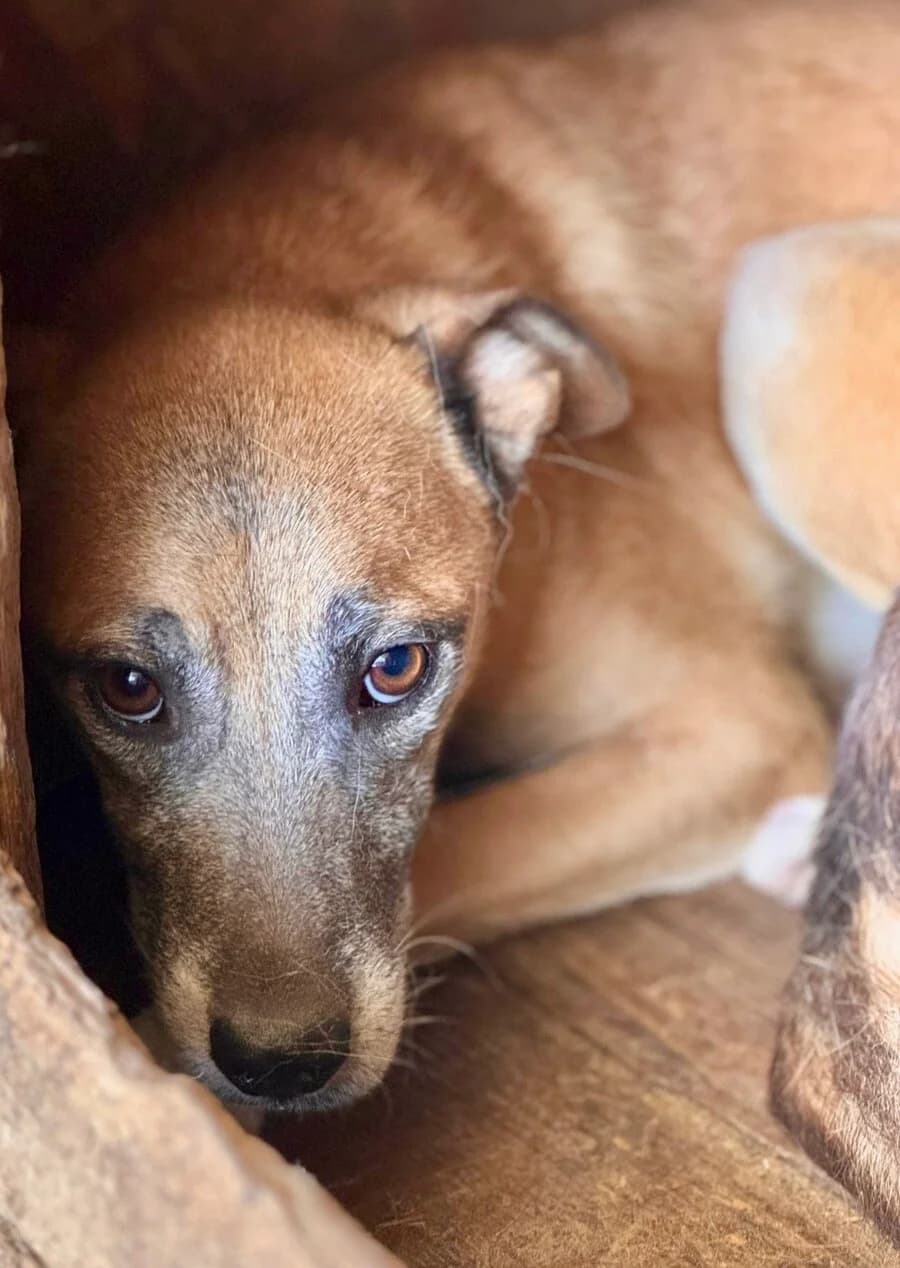 Billy, female 6yo Mixed Breed for adoption at Vierbeiner in Not e.V.