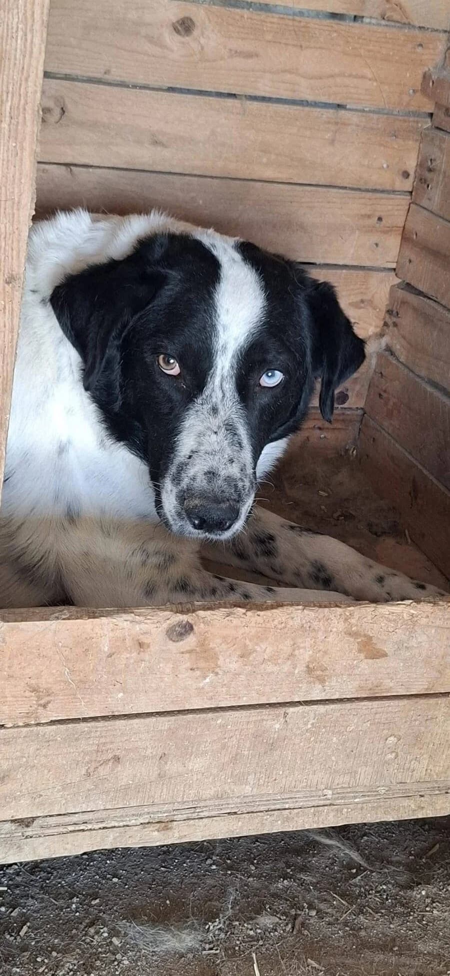 Mihai, blau male 6yo Mixed Breed for adoption at Vierbeiner in Not e.V.