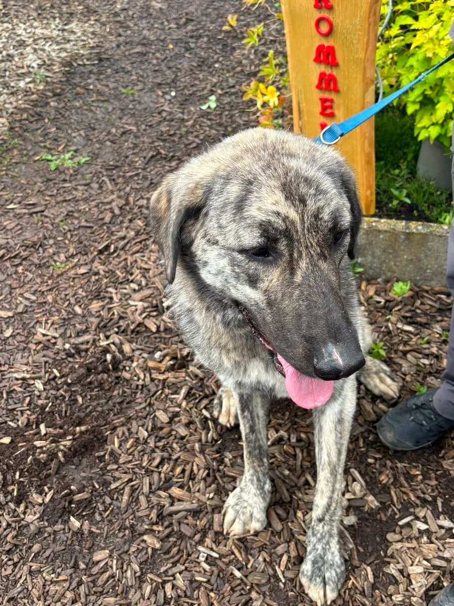 Mona, female young Mixed Breed for adoption at Vierbeiner in Not e.V.