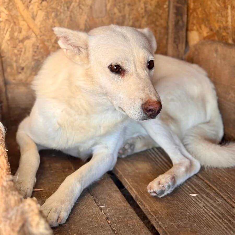 Lupus, male senior Mixed Breed for adoption at Vierbeiner in Not e.V.