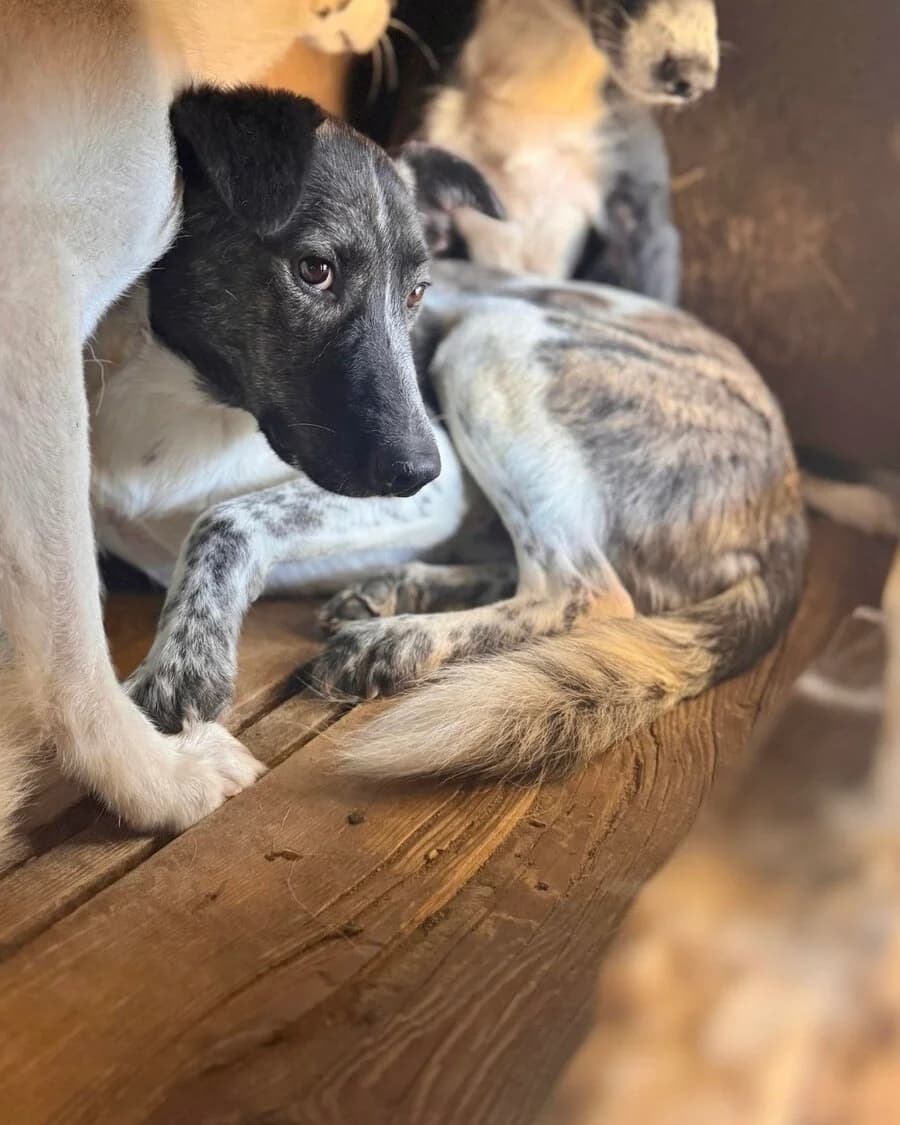Benji, male 7yo Mixed Breed for adoption at Vierbeiner in Not e.V.