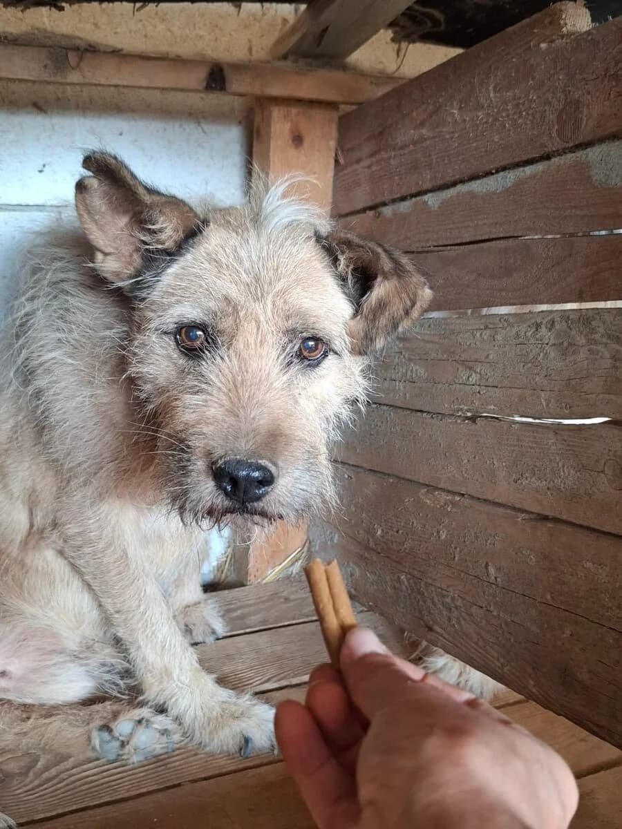 Buffy, male senior Mixed Breed for adoption at Vierbeiner in Not e.V.